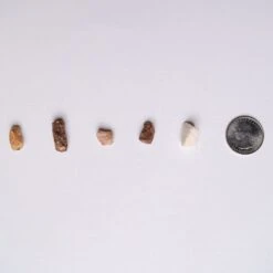 Pupford Beef Liver Training Freeze-Dried Dog Treats -Pet Wellness 368260 PT7. AC SS1800 V1677538544