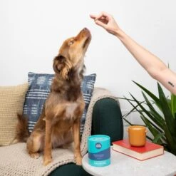 Good Trouble Calming Soft Chew Supplement For Dogs, 100 Count 10 Good Trouble Calming Soft Chew Supplement For Dogs, 100 Count -Pet Wellness 369423 PT4. AC SS1800 V1645578430