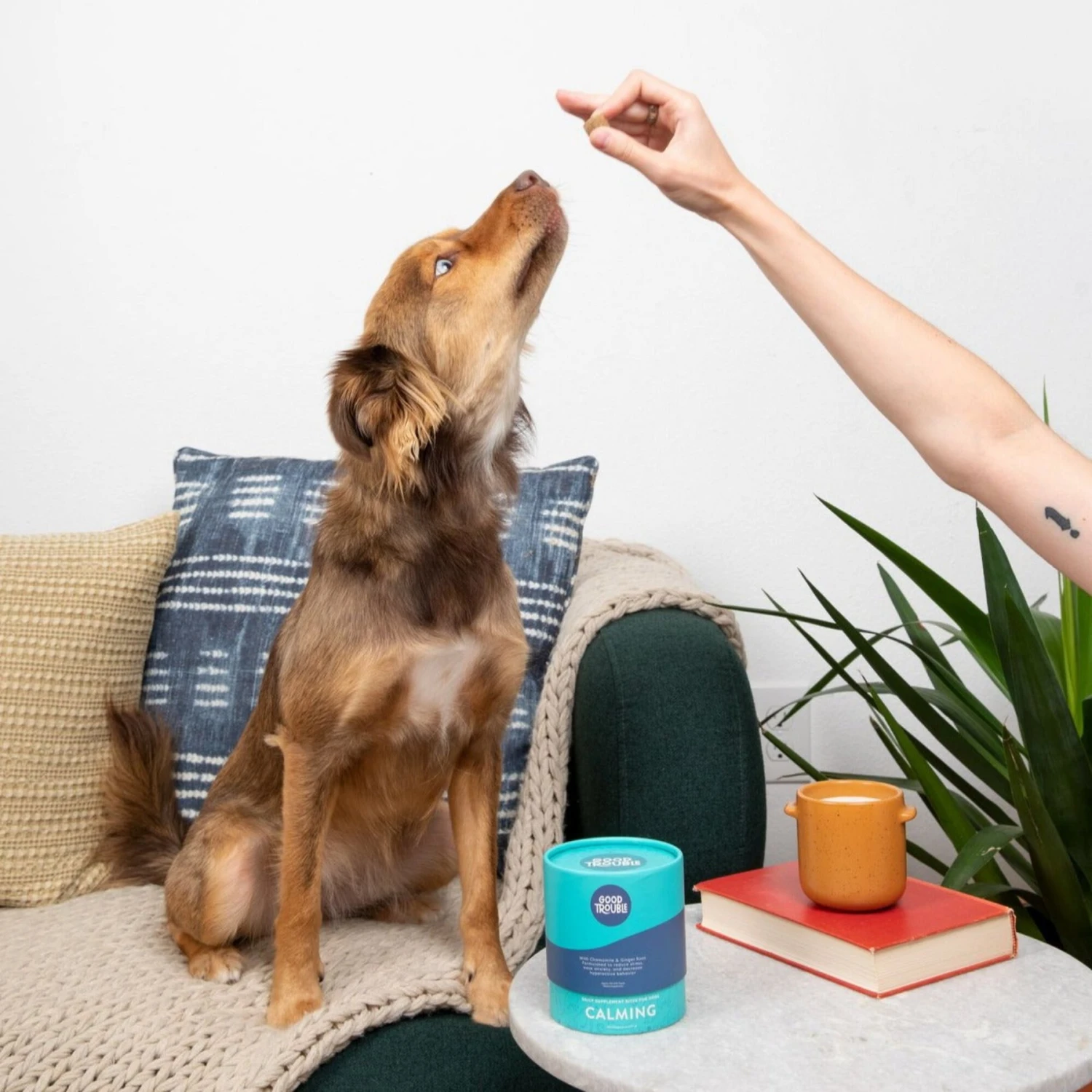 Good Trouble Calming Soft Chew Supplement For Dogs, 100 Count 4 Good Trouble Calming Soft Chew Supplement For Dogs, 100 Count - Image 4