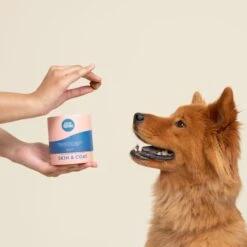 Good Trouble Skin & Coat Soft Chew Supplement For Dogs, 45 Count -Pet Wellness 369425 PT4. AC SS1800 V1645590929