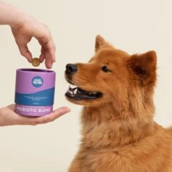 Good Trouble Multivitamin & Probiotic Blend Soft Chew Supplement For Dogs, 55 Count -Pet Wellness 369427 PT4. AC SS1800 V1645588991