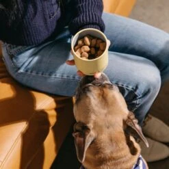 Good Trouble Hip & Joint Soft Chew Supplement For Dogs, 55 Count -Pet Wellness 369429 PT4. AC SS1800 V1645576037