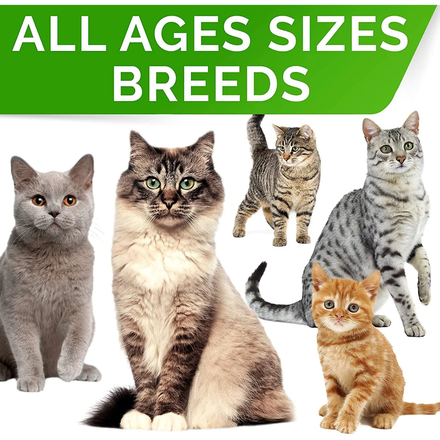 StrellaLab Digestion+Immunity Cat & Dog Probiotics Powder 5 StrellaLab Digestion+Immunity Cat & Dog Probiotics Powder - Image 5