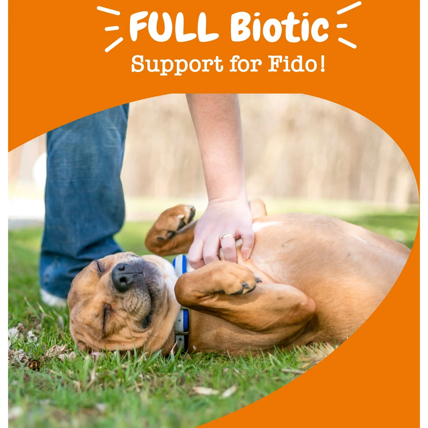 Zesty Paws Vet Strength Pre, Post, & Probiotic Soft Chews Gut Flora & Digestive Supplement For Dogs 4 Zesty Paws Vet Strength Pre, Post, & Probiotic Soft Chews Gut Flora & Digestive Supplement For Dogs - Image 4