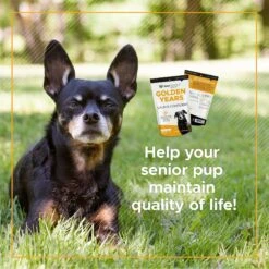 VetriScience Golden Years Chicken Flavor Calm & Confident Behavior Support Chew Supplement For Senior Dogs, 60 Count 8 VetriScience Golden Years Chicken Flavor Calm & Confident Behavior Support Chew Supplement For Senior Dogs, 60 Count -Pet Wellness 504294 PT2. AC SS1800 V1648686716
