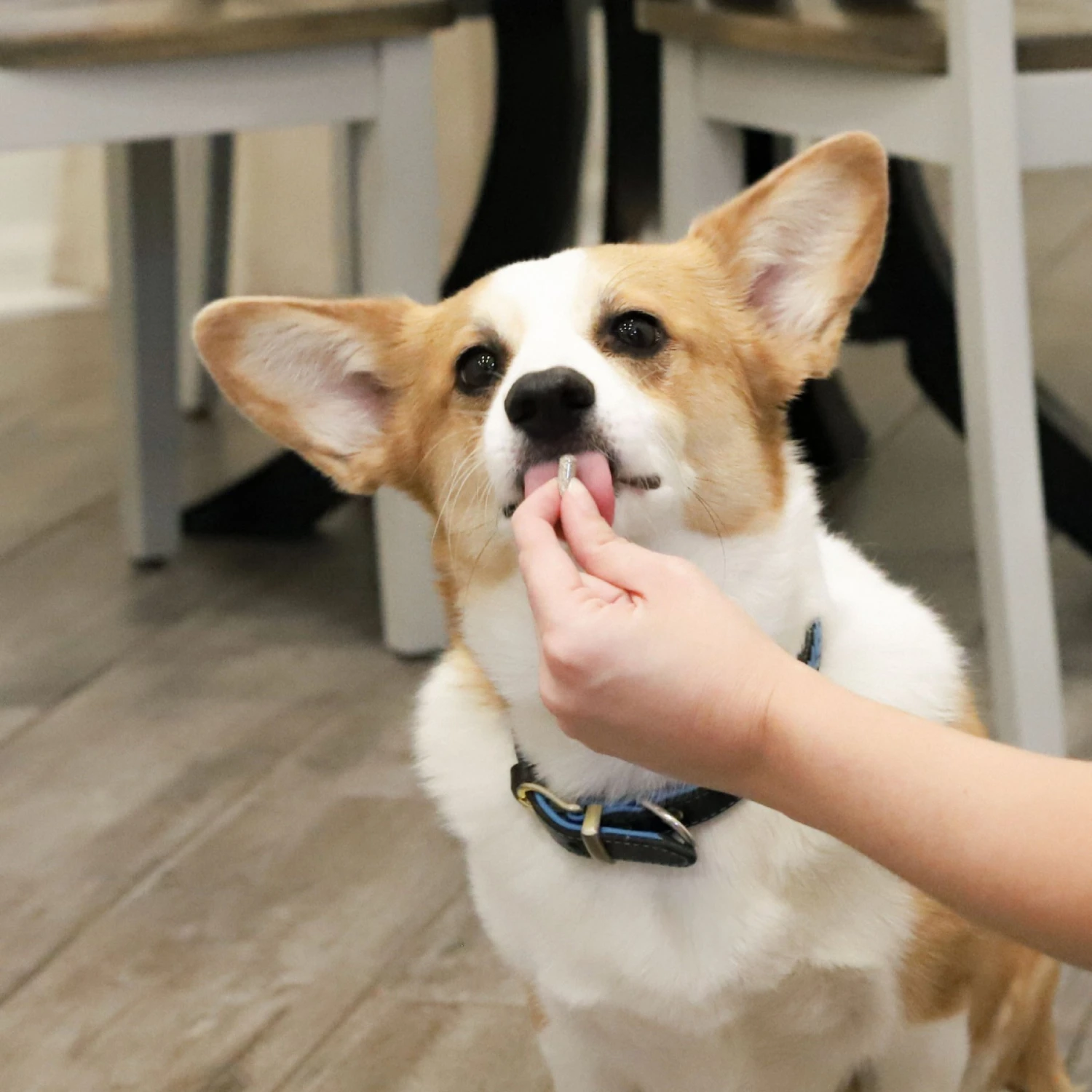 Ark Naturals Gentle Digest Dog & Cat Capsules 4 Ark Naturals Gentle Digest Dog & Cat Capsules - Image 4