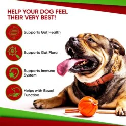 Pet Health Pharma Advanced Max-Strength Digestive Health Probiotic Powder Dog Supplement, 4.2-oz 14 Pet Health Pharma Advanced Max-Strength Digestive Health Probiotic Powder Dog Supplement, 4.2-oz -Pet Wellness 506082 PT6. AC SS1800 V1672330171