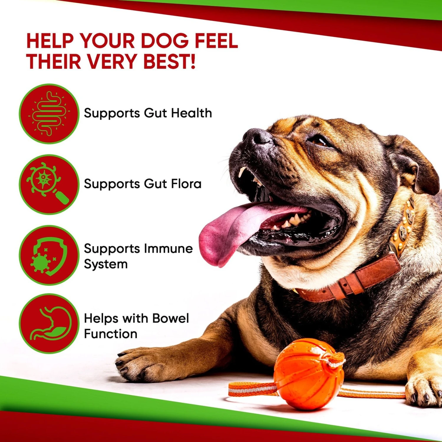 Pet Health Pharma Advanced Max-Strength Digestive Health Probiotic Powder Dog Supplement, 4.2-oz 7 Pet Health Pharma Advanced Max-Strength Digestive Health Probiotic Powder Dog Supplement, 4.2-oz - Image 7