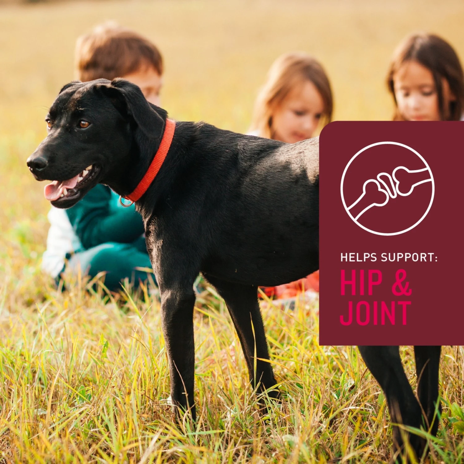 VetIQ 5-N-One Soft Chew Multivitamin For Dogs, 60 Count 4 VetIQ 5-N-One Soft Chew Multivitamin For Dogs, 60 Count - Image 4