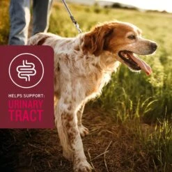 VetIQ 5-N-One Soft Chew Multivitamin For Dogs, 60 Count 13 VetIQ 5-N-One Soft Chew Multivitamin For Dogs, 60 Count -Pet Wellness 507022 PT4. AC SS1800 V1696540906