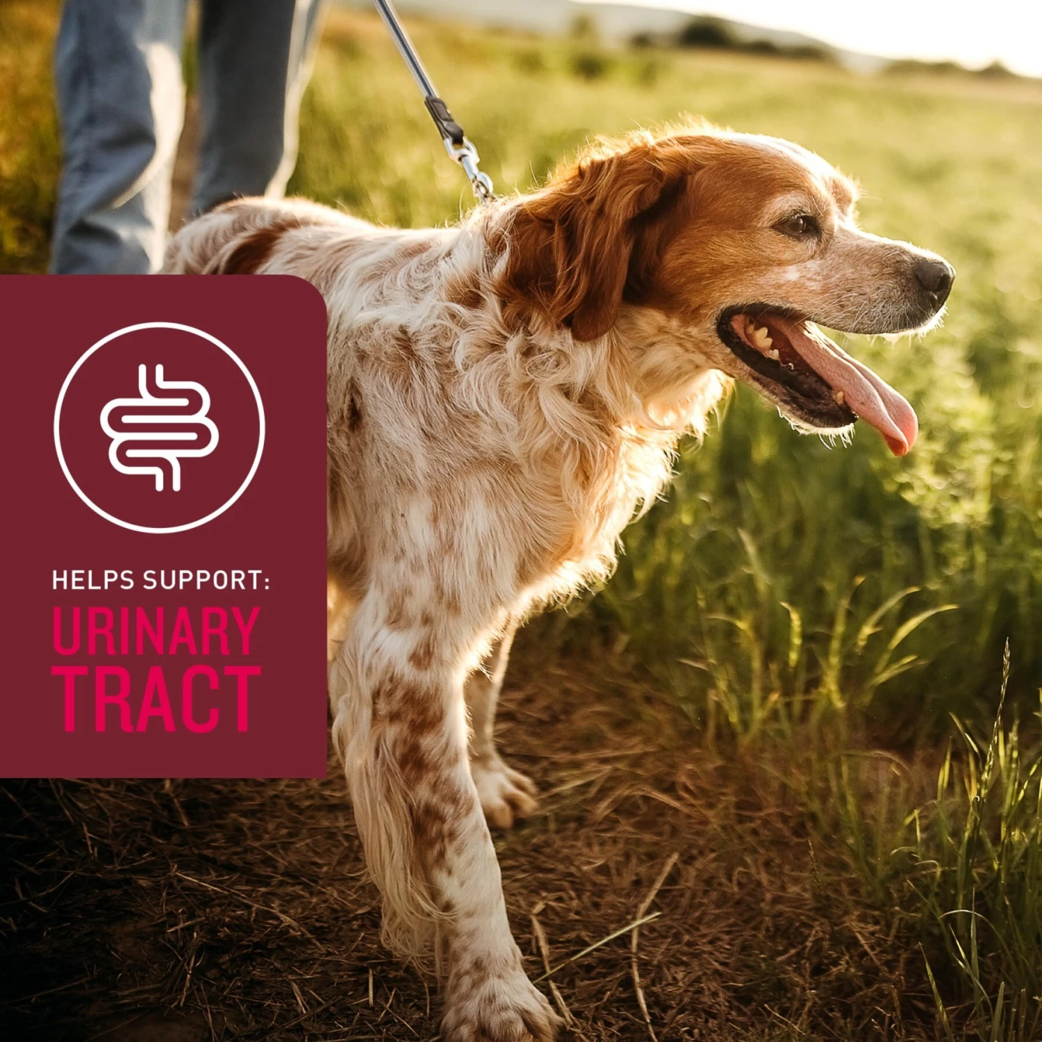 VetIQ 5-N-One Soft Chew Multivitamin For Dogs, 60 Count 5 VetIQ 5-N-One Soft Chew Multivitamin For Dogs, 60 Count - Image 5