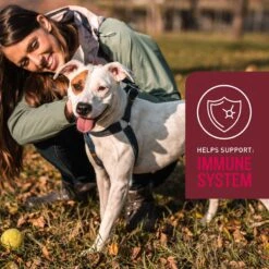 VetIQ 5-N-One Soft Chew Multivitamin For Dogs, 60 Count 14 VetIQ 5-N-One Soft Chew Multivitamin For Dogs, 60 Count -Pet Wellness 507022 PT5. AC SS1800 V1696540903