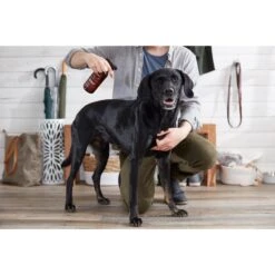 The Spruce Waterless Oatmeal Pet Wash No Rinse Moisturizing Cat & Dog Shampoo, 17-oz Bottle, 2 Pack -Pet Wellness 507254 PT3. AC SS1800 V1652769718