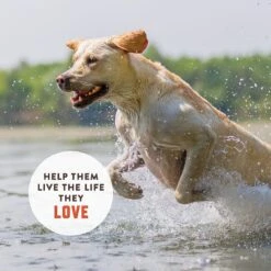 Rocco & Roxie Supply Co. Duck Flavor Hip & Joint Dog Supplement, 120 Count 10 Rocco & Roxie Supply Co. Duck Flavor Hip & Joint Dog Supplement, 120 Count -Pet Wellness 511494 PT3. AC SS1800 V1648682191