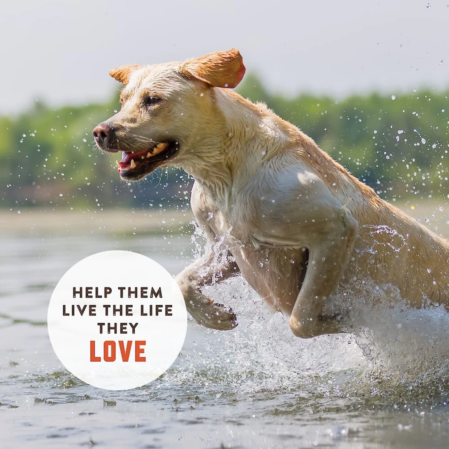 Rocco & Roxie Supply Co. Duck Flavor Hip & Joint Dog Supplement, 120 Count 4 Rocco & Roxie Supply Co. Duck Flavor Hip & Joint Dog Supplement, 120 Count - Image 4