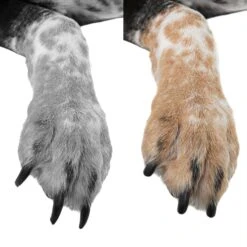 Bousnic Super Low Noise Dog & Cat Nail Grinder, Blue 9 Bousnic Super Low Noise Dog & Cat Nail Grinder, Blue -Pet Wellness 530094 PT3. AC SS1800 V1652467636