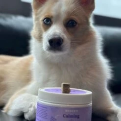 Bocce's Bakery Soft Chew Calming Supplement For Dogs, 60 Count 7 Bocce's Bakery Soft Chew Calming Supplement For Dogs, 60 Count -Pet Wellness 534726 PT3. AC SS1800 V1657658788
