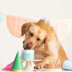 Bocce's Bakery Soft Chew Multivitamin For Dogs, 60 Count -Pet Wellness 534758 PT3. AC SS1800 V1652891197