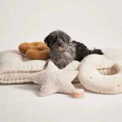 Bocce's Bakery Probiotics Soft Chew Digestive Supplement For Dogs, 60 Count -Pet Wellness 534774 PT3. AC SS1800 V1657658788