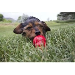 KONG Stuff'N Easy Treat Peanut Butter Recipe -Pet Wellness 53866 PT3. AC SS1800 V1605310906