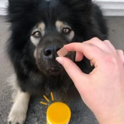 PointPet Vegan UT Support Banana & Peanut Butter Flavored Dog Soft Chews Supplement, 90 Count 11 PointPet Vegan UT Support Banana & Peanut Butter Flavored Dog Soft Chews Supplement, 90 Count -Pet Wellness 541686 PT2. AC SS1800 V1669388442