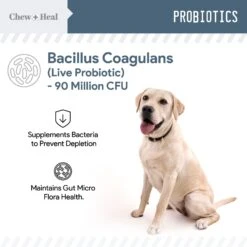 Chew + Heal 4-IN-1 Support Chews Dog Supplement & Chew + Heal Digestive Enzymes Chews Dog Supplement, 240 Count -Pet Wellness 542742 PT7. AC SS1800 V1657659025