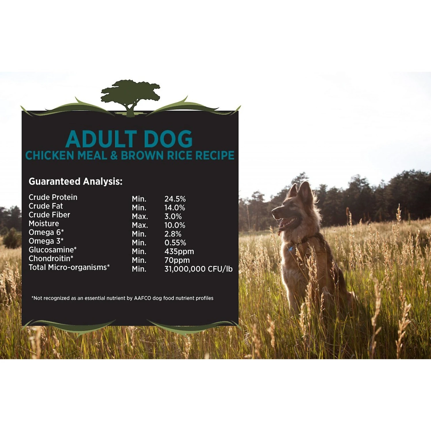 Blackwood Chicken Meal & Rice Recipe Everyday Diet Adult Dry Dog Food 3 Blackwood Chicken Meal & Rice Recipe Everyday Diet Adult Dry Dog Food - Image 3