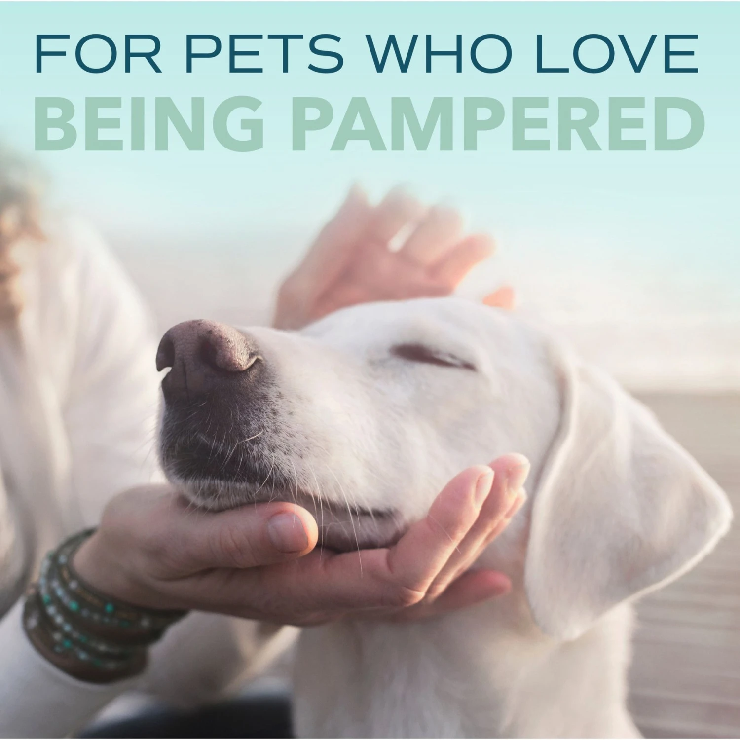 TropiClean Spa Lavish Fresh Shampoo For Dogs & Cats 8 TropiClean Spa Lavish Fresh Shampoo For Dogs & Cats - Image 8