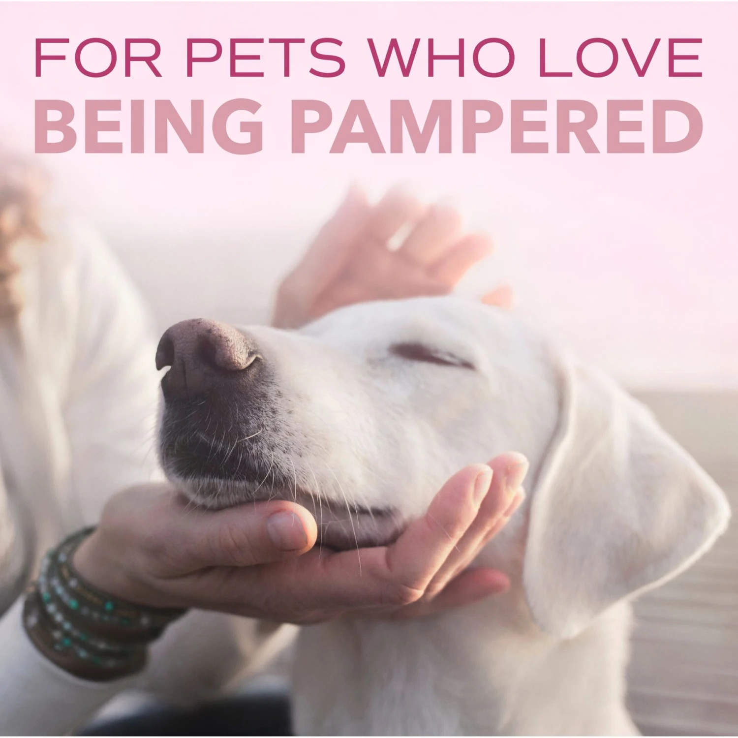 TropiClean Spa Pure Shampoo For Dogs & Cats 8 TropiClean Spa Pure Shampoo For Dogs & Cats - Image 8