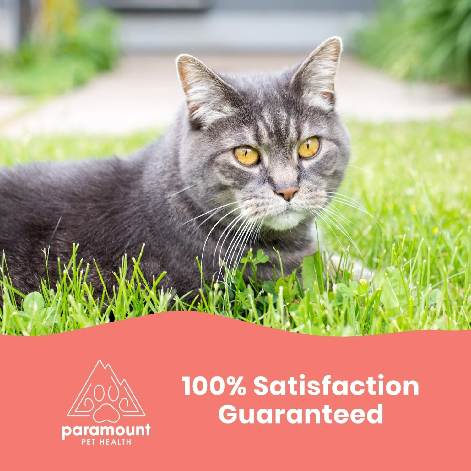 Paramount Pet Health Wild Alaskan Salmon Oil Dog & Cat Supplement 6 Paramount Pet Health Wild Alaskan Salmon Oil Dog & Cat Supplement - Image 6