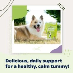 Ready Pet Go Good Gut Probiotic Dog Supplement, 90 Count 14 Ready Pet Go Good Gut Probiotic Dog Supplement, 90 Count -Pet Wellness 565406 PT6. AC SS1800 V1668900091