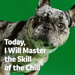 Vibeful Calming Melatonin Turkey Flavored Soft Chews Calming Supplement For Dogs 14 Vibeful Calming Melatonin Turkey Flavored Soft Chews Calming Supplement For Dogs -Pet Wellness 573966 PT6. AC SS1800 V1667227936