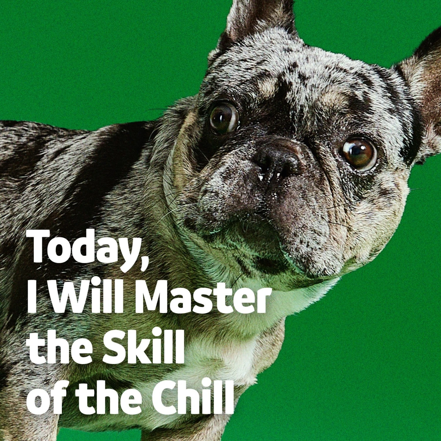 Vibeful Calming Melatonin Turkey Flavored Soft Chews Calming Supplement For Dogs 7 Vibeful Calming Melatonin Turkey Flavored Soft Chews Calming Supplement For Dogs - Image 7