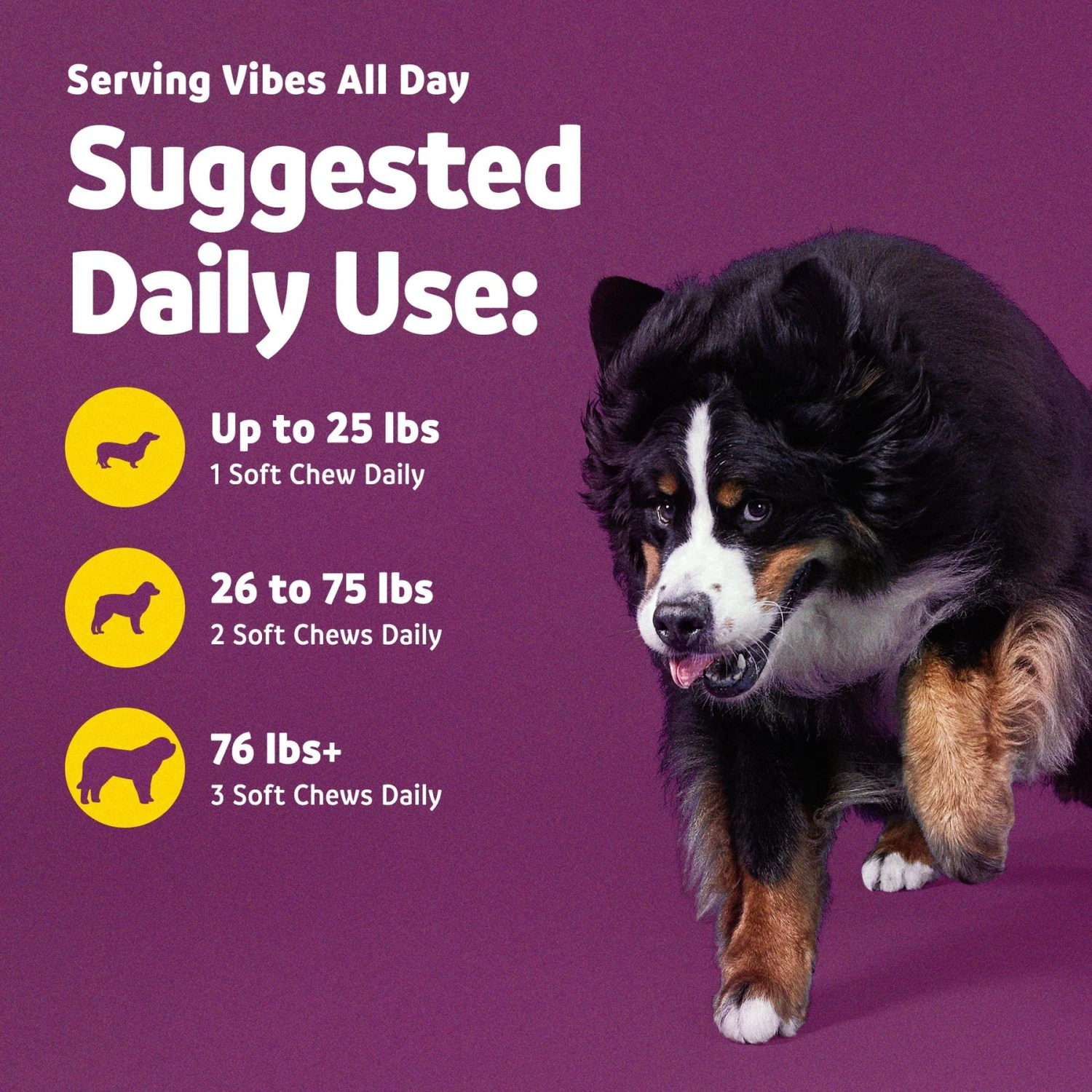 Vibeful Probiotic Bites Pumpkin Flavored Soft Chews Digestive Supplement For Dogs 6 Vibeful Probiotic Bites Pumpkin Flavored Soft Chews Digestive Supplement For Dogs - Image 6