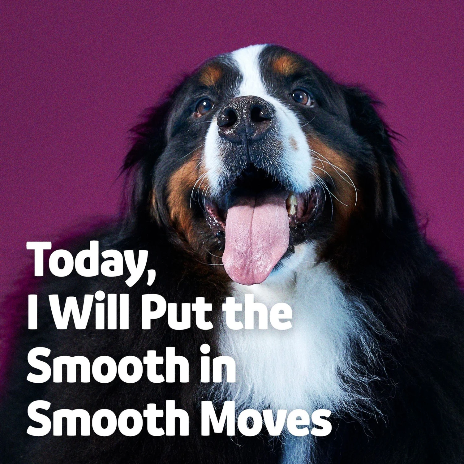 Vibeful Probiotic Bites Pumpkin Flavored Soft Chews Digestive Supplement For Dogs 7 Vibeful Probiotic Bites Pumpkin Flavored Soft Chews Digestive Supplement For Dogs - Image 7