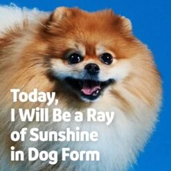 Vibeful 10-in-1 Multivitamin Bites Peanut Butter Flavored Soft Chews Multivitamin For Dogs -Pet Wellness 574166 PT6. AC SS1800 V1667227816