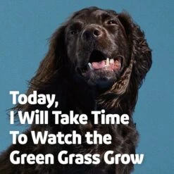 Vibeful Grass Protection Duck Flavored Soft Chews Supplement For Dogs -Pet Wellness 574262 PT6. AC SS1800 V1667227729