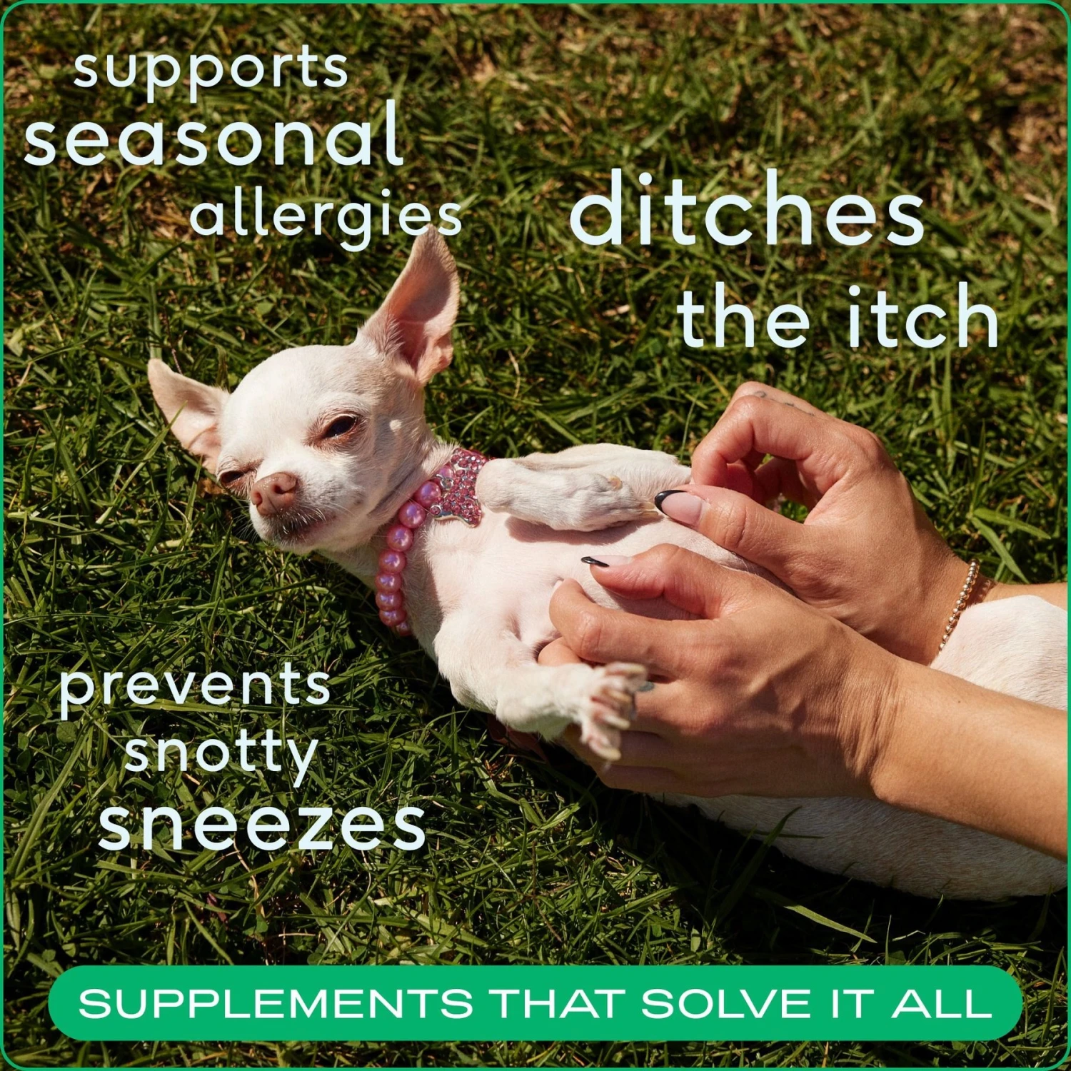 Native Pet Allergy Air-Dried Supplement To Support Seasonal Skin Allergies Dog Supplement 3 Native Pet Allergy Air-Dried Supplement To Support Seasonal Skin Allergies Dog Supplement - Image 3