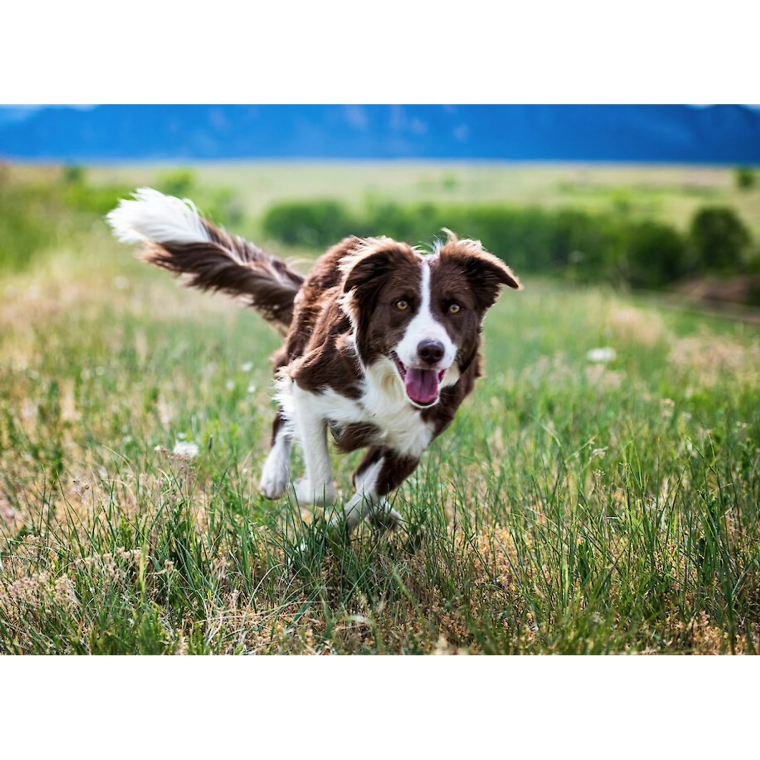 BIXBI Organic Pet Superfood Digestion Daily Dog & Cat Supplement 5 BIXBI Organic Pet Superfood Digestion Daily Dog & Cat Supplement - Image 5