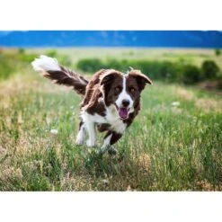 BIXBI Organic Pet Superfood Skin & Coat Daily Dog & Cat Supplement -Pet Wellness 58154 PT5. AC SS1800 V1607038622