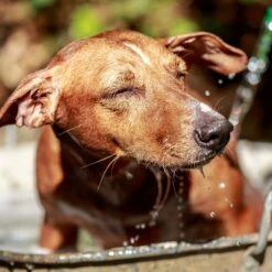 Veterinary Formula Clinical Care Hypoallergenic Shampoo -Pet Wellness 58531 PT6. AC SS1800 V1542825333