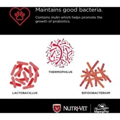 Nutri-Vet Probiotics Capsules Digestive Supplement For Dogs 12 Nutri-Vet Probiotics Capsules Digestive Supplement For Dogs -Pet Wellness 62195 PT4. AC SS1800 V1568128618