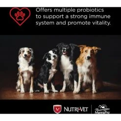 Nutri-Vet Probiotics Capsules Digestive Supplement For Dogs 13 Nutri-Vet Probiotics Capsules Digestive Supplement For Dogs -Pet Wellness 62195 PT5. AC SS1800 V1568128923