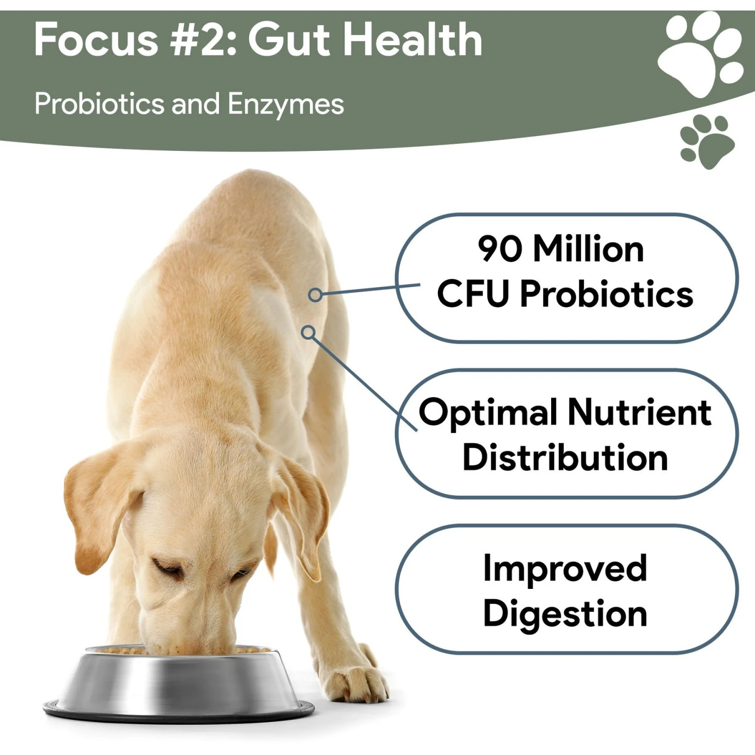 Chew + Heal 4-In-1 Support Multivitamin Dog Supplement 6 Chew + Heal 4-In-1 Support Multivitamin Dog Supplement - Image 6