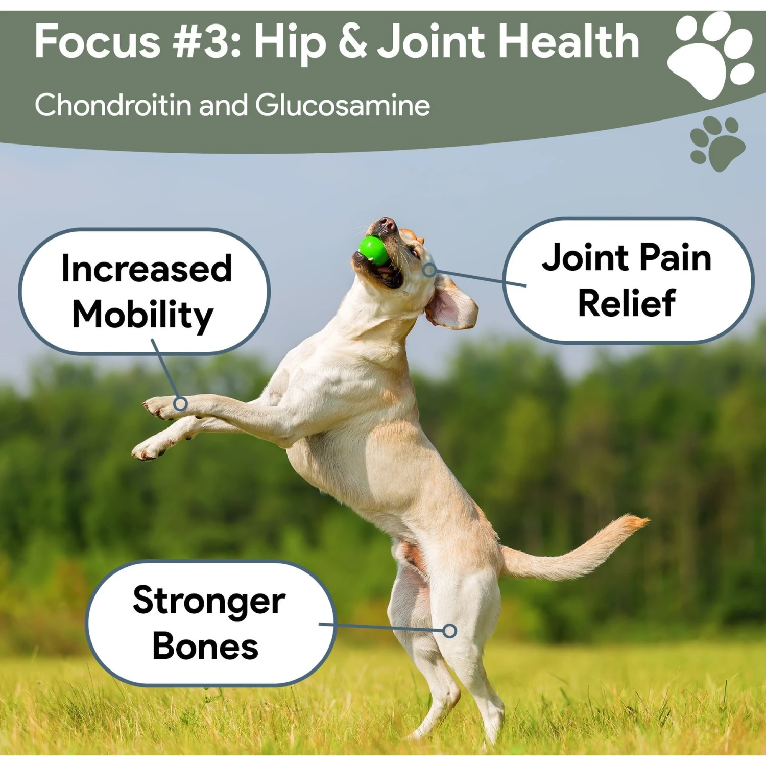 Chew + Heal 4-In-1 Support Multivitamin Dog Supplement 7 Chew + Heal 4-In-1 Support Multivitamin Dog Supplement - Image 7