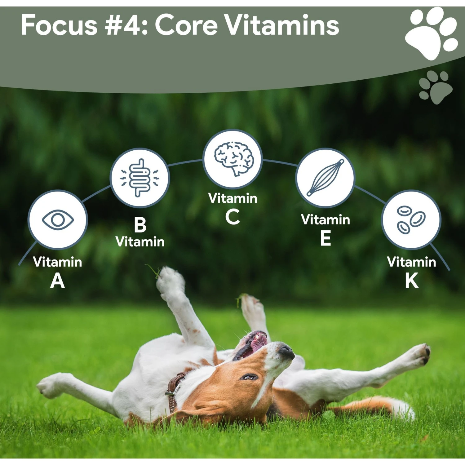 Chew + Heal 4-In-1 Support Multivitamin Dog Supplement 8 Chew + Heal 4-In-1 Support Multivitamin Dog Supplement - Image 8