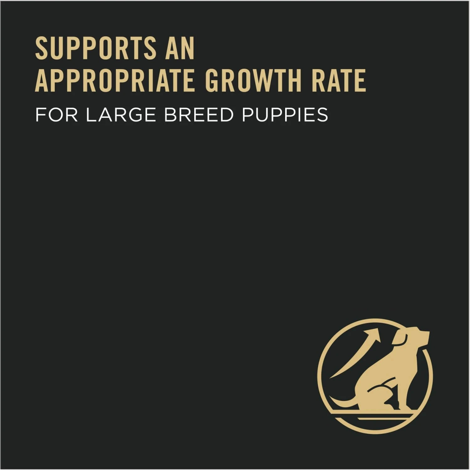 Purina Pro Plan High Protein Chicken & Rice Formula Large Breed Dry Puppy Food 4 Purina Pro Plan High Protein Chicken & Rice Formula Large Breed Dry Puppy Food - Image 4