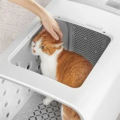 Cuckoo Dog Dryer Room 17 Cuckoo Dog Dryer Room -Pet Wellness 682142 PT8. AC SS1800 V1666043692