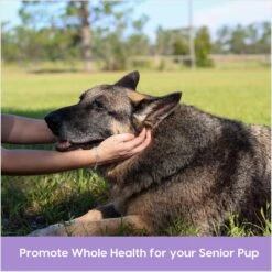 Ark Naturals Gray Muzzle Brain's Best Friend Soft Chew Brain & Nervous System Supplement For Senior Dogs 12 Ark Naturals Gray Muzzle Brain's Best Friend Soft Chew Brain & Nervous System Supplement For Senior Dogs -Pet Wellness 68381 PT3. AC SS1800 V1697054921