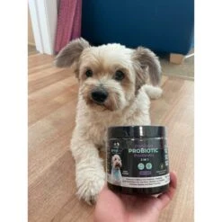 Googipet 3-in-1 Digestive Probiotic Duck Flavored Soft Chew Supplement For Dogs, 90 Count 15 Googipet 3-in-1 Digestive Probiotic Duck Flavored Soft Chew Supplement For Dogs, 90 Count -Pet Wellness 685574 PT7. AC SS1800 V1695843889